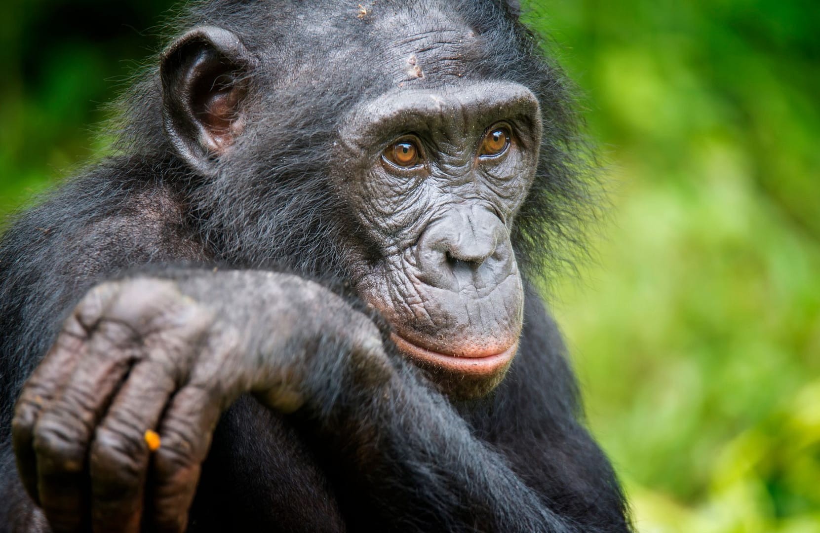 Les Femelles Chimpanzes Aussi Sont Menopausees Selon Une Etude.jpg